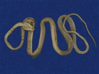 大頭蛇藏品圖，第8張